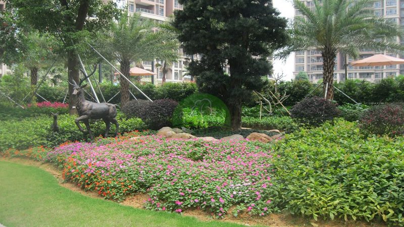 花卉租摆与买断：两种绿化方案的选择与考量