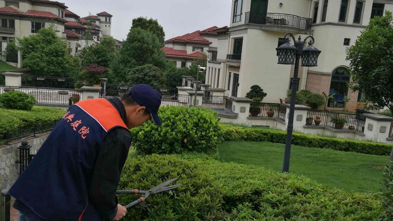 苗木种植技术视频教程：掌握关键步骤，提升成活率**