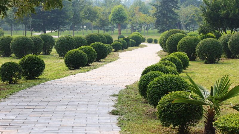 绿化苗木种植成本揭秘：一亩地需要多少投入？**