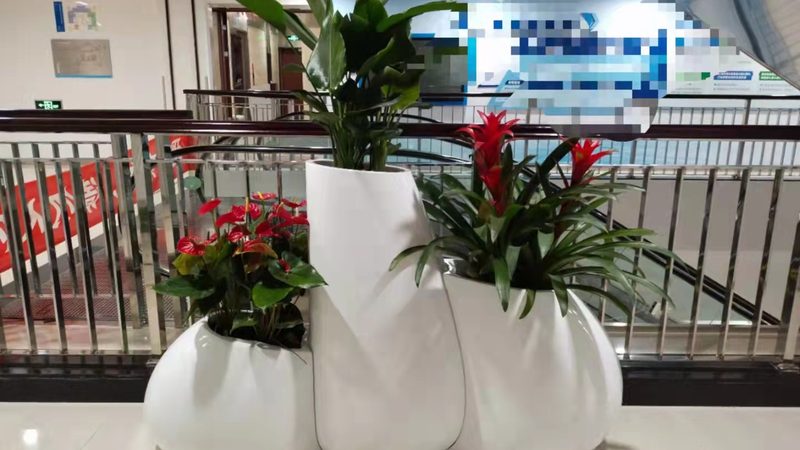 绿植租摆公司哪家服务好